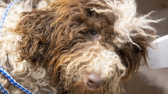 厦门不得开具增值税专用发票的七大类29种情形